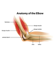 Anatomy of the human elbow Royalty Free Vector Image