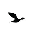 flying duck silhouette vector image