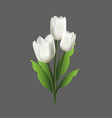 white tulips with green leaves isolated on gray vector image