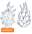 dragonfruit hand drawn vector image vector image