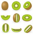 kiwi vector image