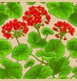 geranium branches pattern vector image