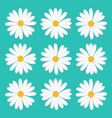 pattern flower daisy vector image
