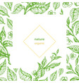 template branch green organic vector image vector image
