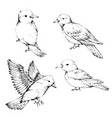 bird hand drawn black and white vintage vector image