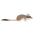 eliomys quercinus - garden dormouse - side view vector image vector image