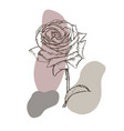 one beautiful rose vector image vector image