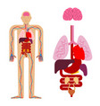 Human anatomy organs internal systems man body Vector Image