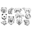 bear grizzly and panda sketches vector image