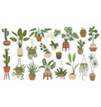 house plants in pots hanging houseplants indoor vector image