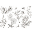 vintage botanical blossom flowers set vector image