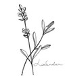 lavender floral botanical flowers black vector image
