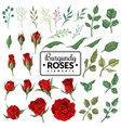 red roses garden burgundy rose flowers floral vector image vector image