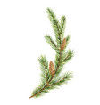 watercolor green spruce branch with cones vector image