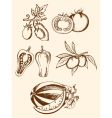 set of vintage vegetable icons vector image vector image