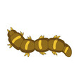 caterpillar insect entomology wildlife vector image vector image