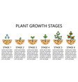 plant growth stages infographics vector image