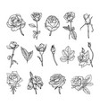roses in art ink style vector image
