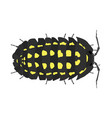 armadillidium gestroi - isopod - dorsal view vector image vector image