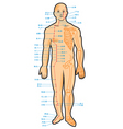 chinese acupuncture scheme vector image