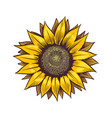 yellow sunflower wildflower sun shaped sunny vector image