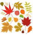 collection autumn leaves isolated on a white vector image
