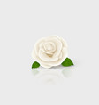 3d realistic white flower rose closeup vector image