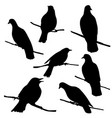 birds at tree branch vector image