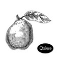 hand drawn sketch style fresh quince vector image