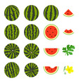 whole watermelon and slices vector image vector image