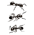 black ants isolated on white background vector image