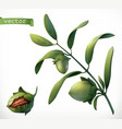 jojoba 3d realistic icon vector image