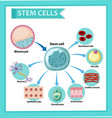 information poster on human stem cells vector image