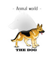 animal world the dog german shepherd background ve vector image