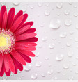 gerbera flower on a background of water droplets vector image