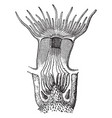 Vertical section through a polyp vintage Vector Image