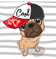 cute pug dog with a red cap vector image
