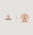 palm tree simple line logo template universal vector image vector image