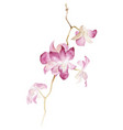 watercolor orchid branch on white background vector image