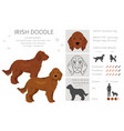 irishdoodle clipart irish setter poodle mix vector image vector image
