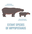 extant species of hippopotamus - hippopotamidae vector image vector image
