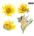 set watercolor painted sunflowers vector image