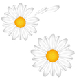 chamomile vector image