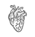 human heart sketch engraving vector image vector image