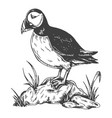 puffin bird sketch hand drawn vector image vector image