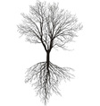 bare tree with roots vector image vector image