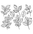 hand drawn different leaves set vector image vector image