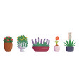 set of garden and street plants in vases and pots vector image vector image