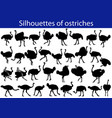 collection of silhouettes common ostriches vector image