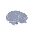 sleeping gray british cat curled up vector image